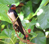 Hirondelle rustique
