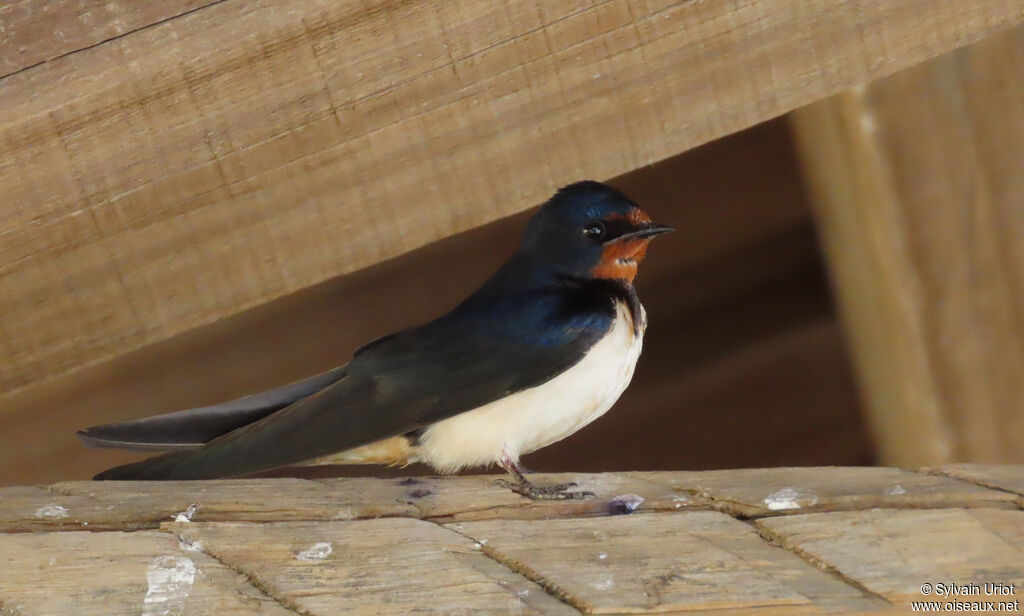 Barn Swallow adult