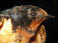 Barn Swallow