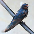 Hirondelle rustique