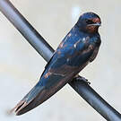 Hirondelle rustique