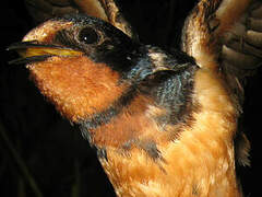 Barn Swallow