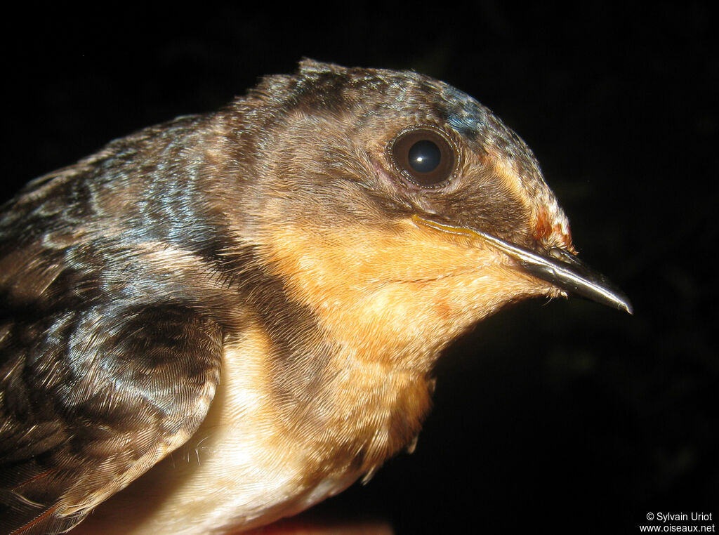 Barn Swallowimmature