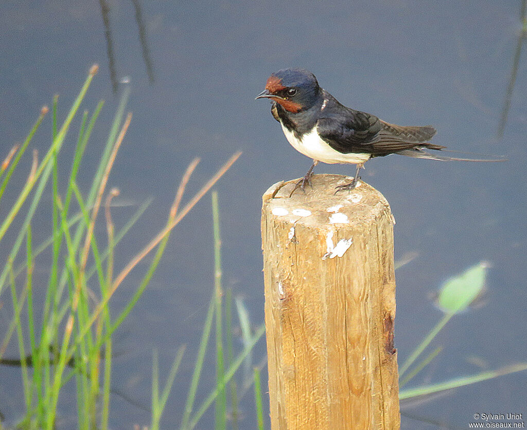 Hirondelle rustiqueadulte