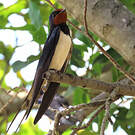 Hirondelle rustique