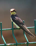 Barn Swallow