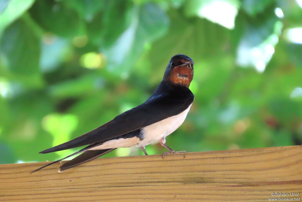 Barn Swallow adult