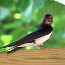Hirondelle rustique