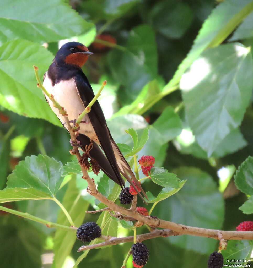 Hirondelle rustique adulte