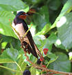 Hirondelle rustique