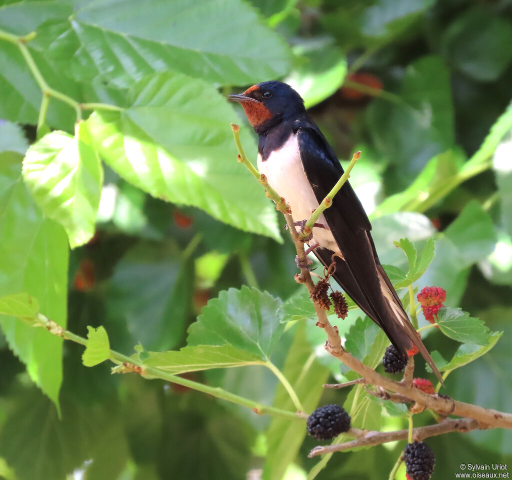 Hirondelle rustique adulte