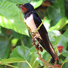 Hirondelle rustique