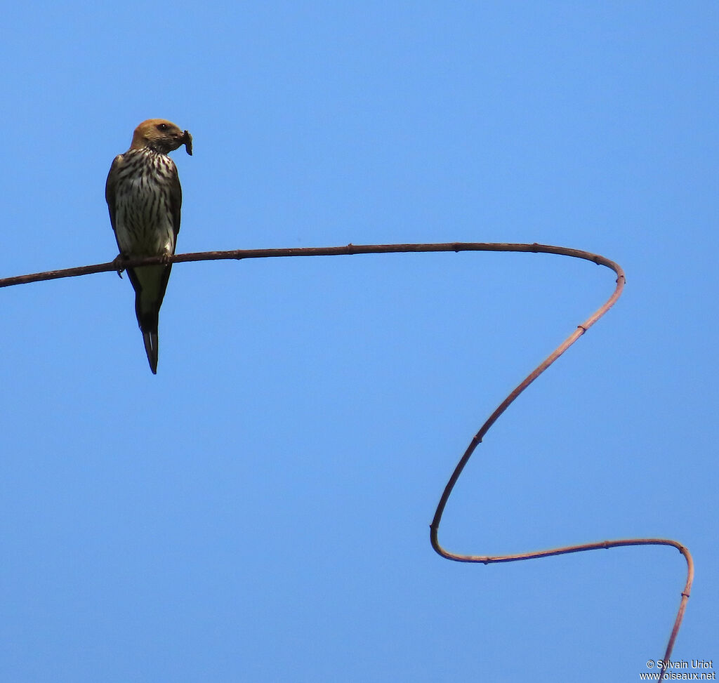 Hirondelle striéeadulte