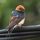 Hirondelle striée