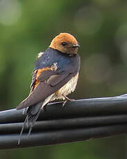 Hirondelle striée