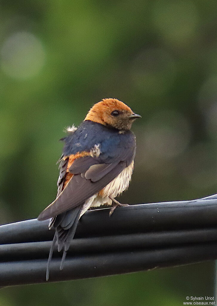 Hirondelle striéeadulte