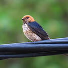 Hirondelle striée