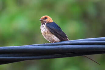 Hirondelle striée