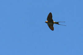 Hirondelle striée