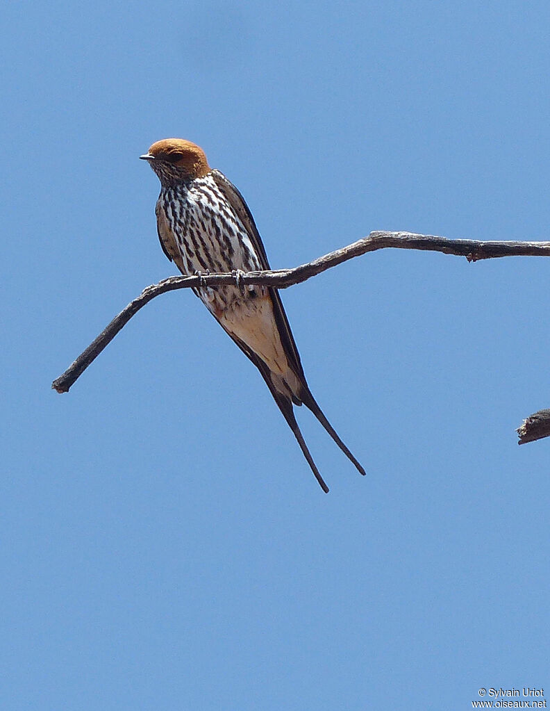 Hirondelle striéeadulte