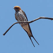 Lesser Striped Swallow