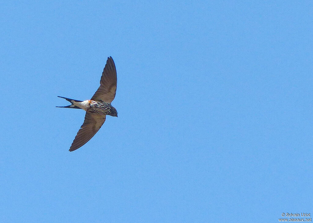 Lesser Striped Swallowadult