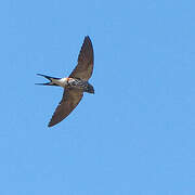 Lesser Striped Swallow