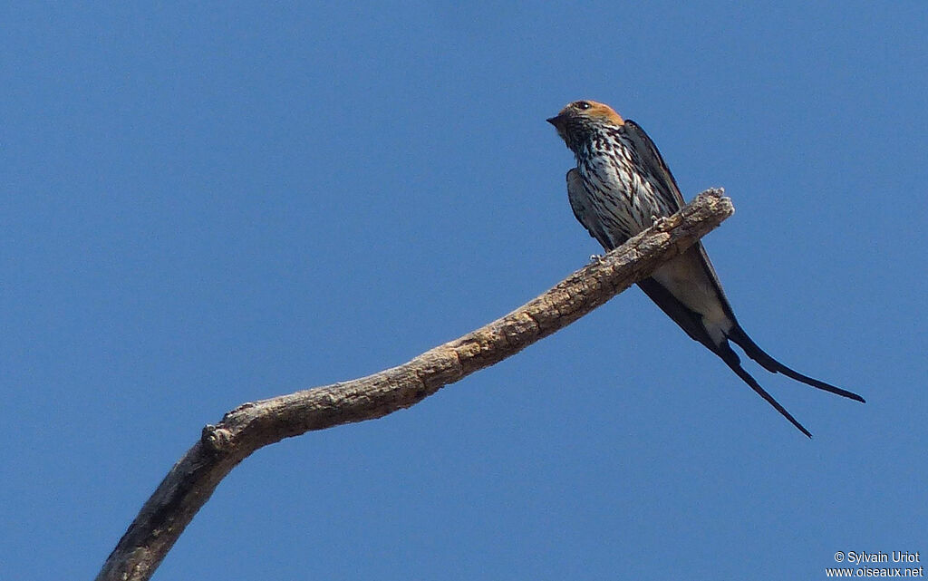 Lesser Striped Swallow