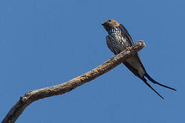 Lesser Striped Swallow