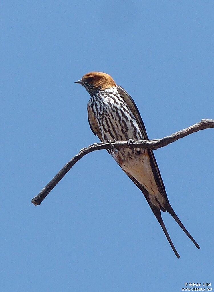 Hirondelle striée