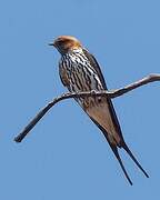 Lesser Striped Swallow