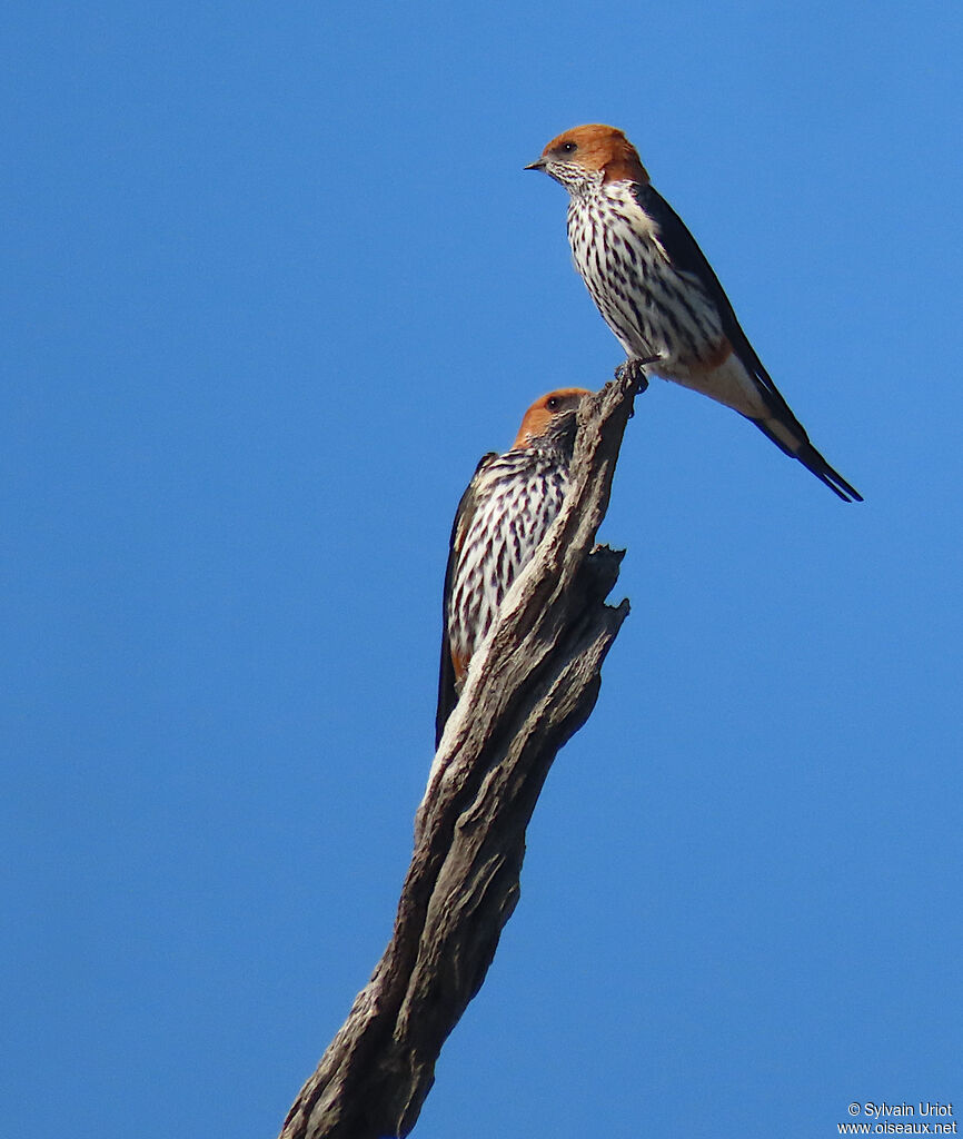 Hirondelle striéeadulte