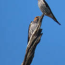 Hirondelle striée