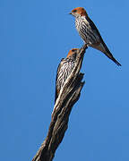 Lesser Striped Swallow