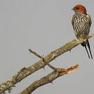 Hirondelle striée