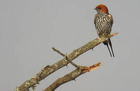 Lesser Striped Swallow