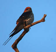 Lesser Striped Swallow