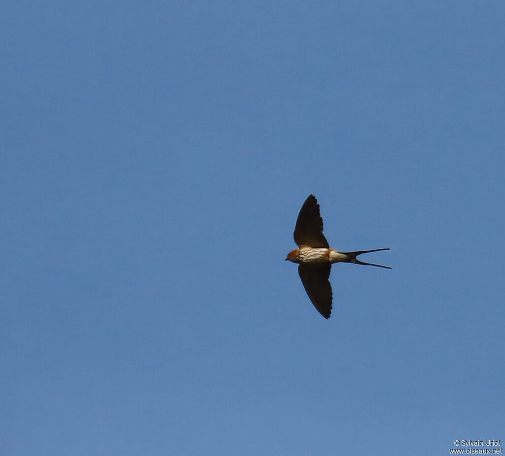 Hirondelle striéeadulte