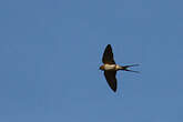 Hirondelle striée