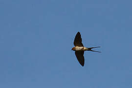 Hirondelle striée
