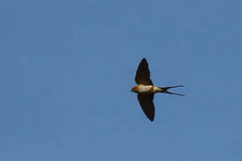Hirondelle striée