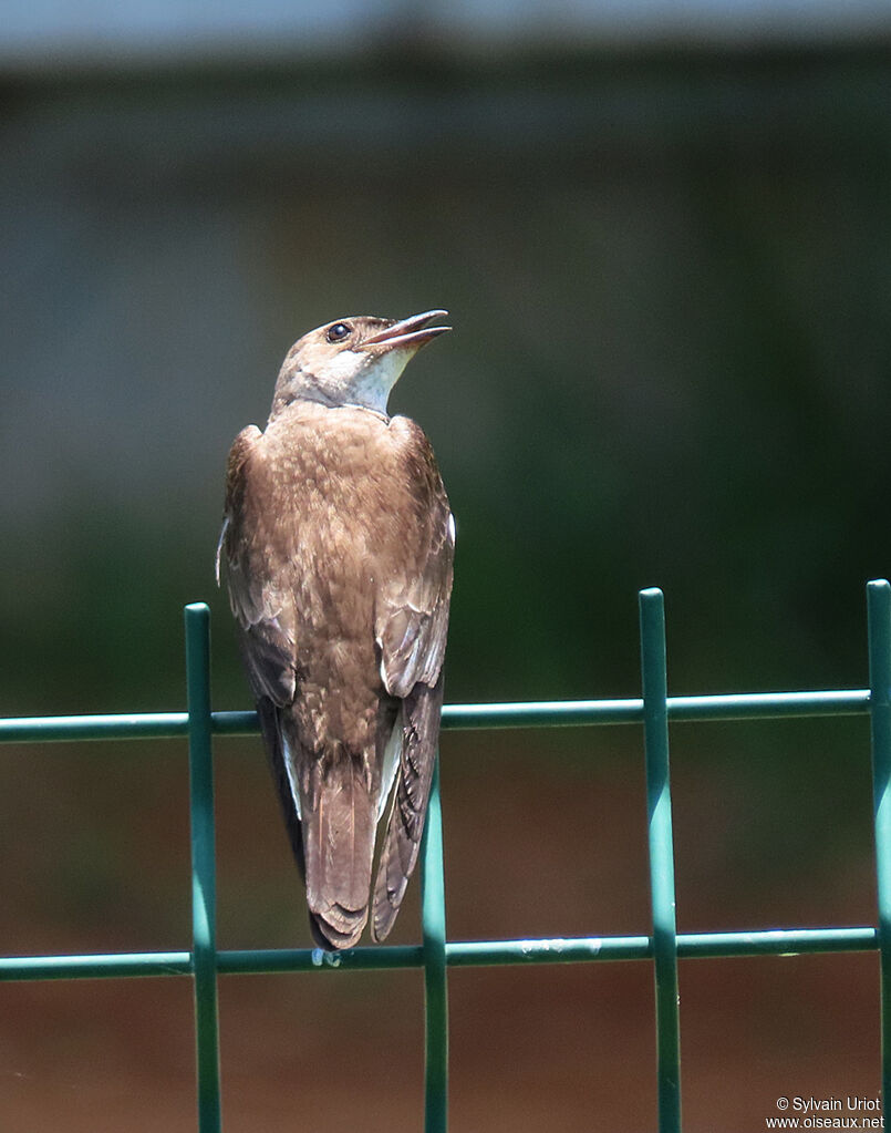 Brown-chested Martinadult