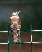 Brown-chested Martin