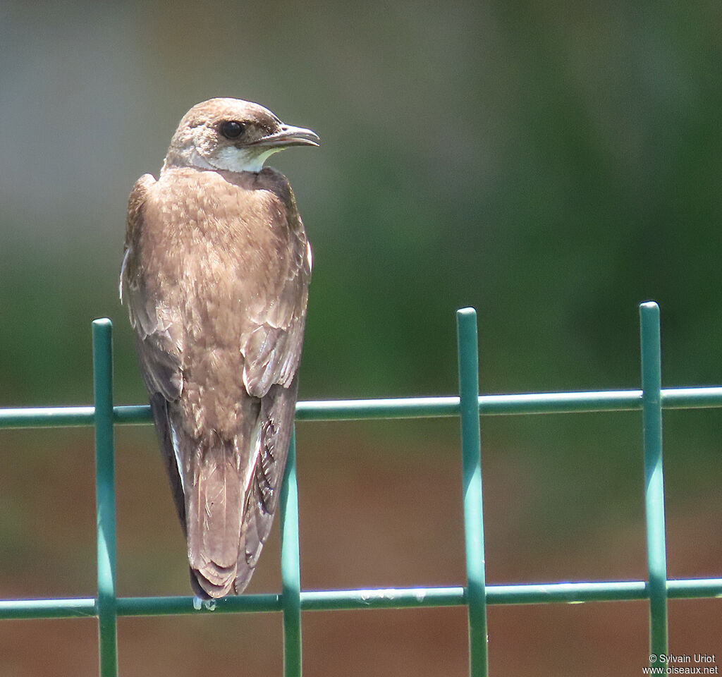 Brown-chested Martinadult