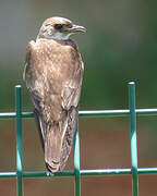 Brown-chested Martin