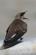 Brown-chested Martin