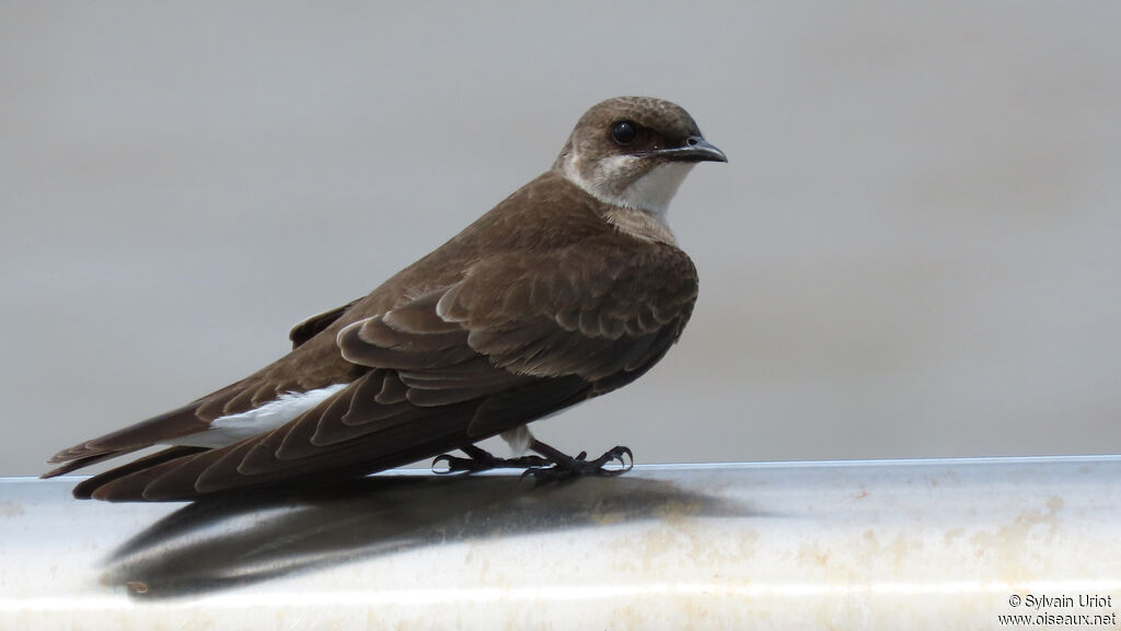 Brown-chested Martinadult