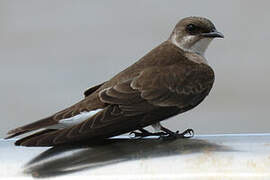 Brown-chested Martin