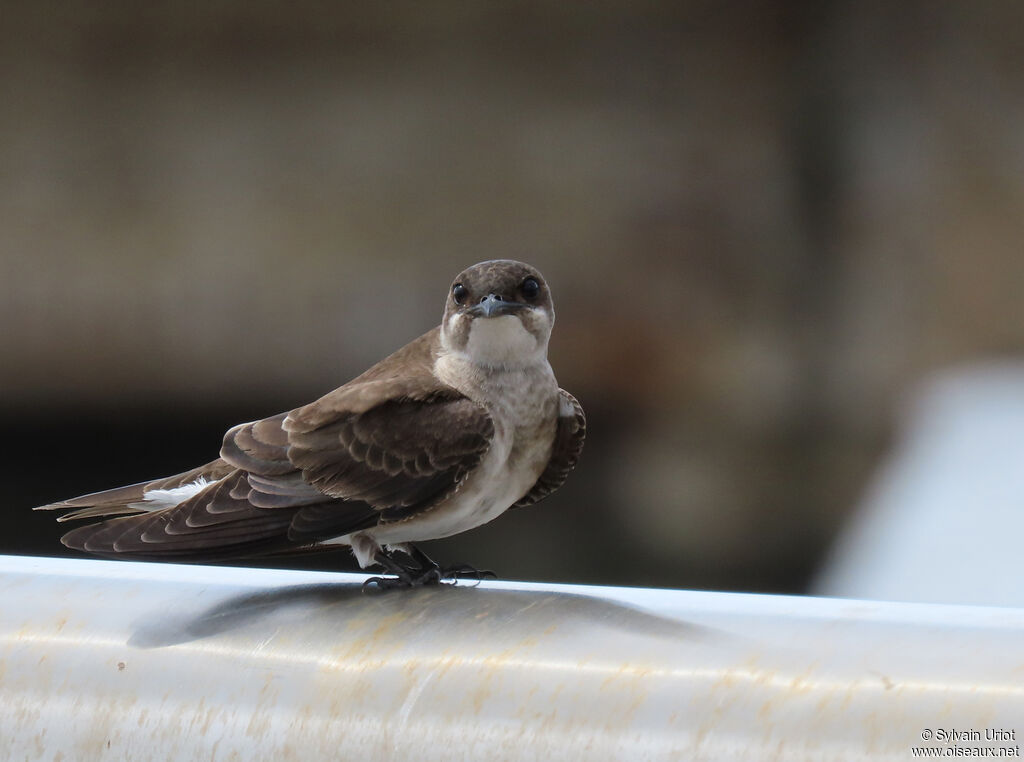 Brown-chested Martinadult