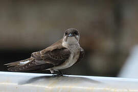 Brown-chested Martin